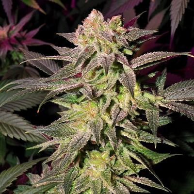 Blue Moonrocks Photo Fem-0