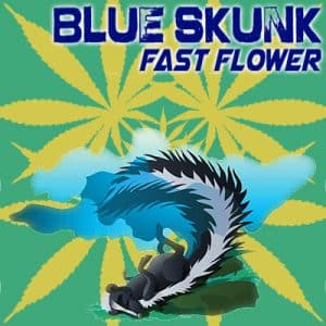 Blue Skunk Fast Photo Fem-2476