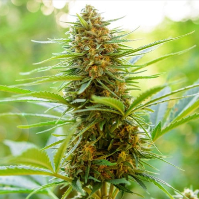 Blue Skunk Fast Photo Fem-0