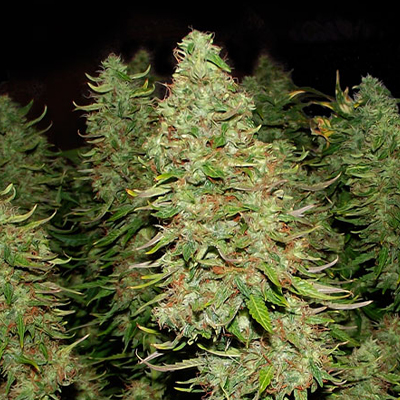 Blue Mazar Auto Fem-1471