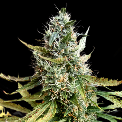 Blue Mazar Auto Fem-0