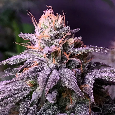 Blueberry Auto Fem-2887