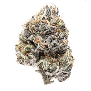 Blueberry Fast Photo Fem-2455