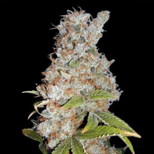 Blueberry Fast Photo Fem-2454