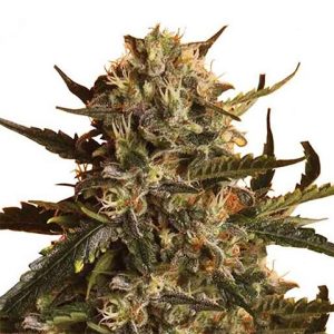 Blueberry Primate Photo Fem-0
