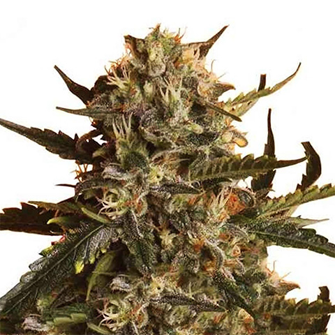 Blueberry Primate Photo Fem-0