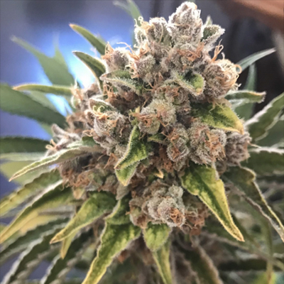 Blueberry Kush Photo Fem-3426