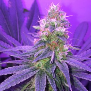 Blueberry Kush Photo Fem-0