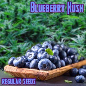 Blueberry Kush Photo Reg-2675