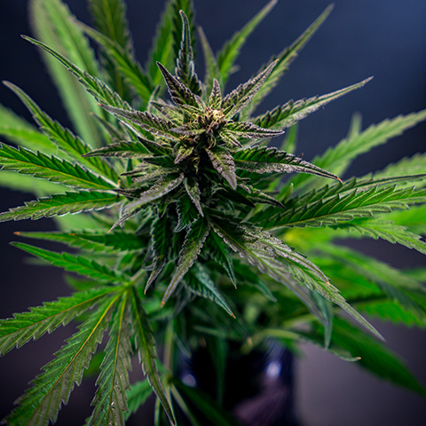 Blueberry Photo Reg-0