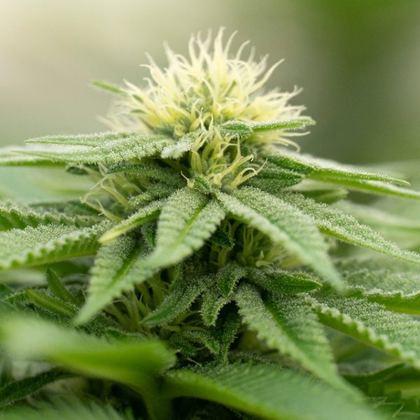 Bruce Banner Auto Fem-4455