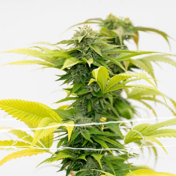 Bruce Banner Fast Photo Fem