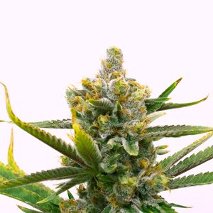 Bruce Banner Fast Photo Fem-0