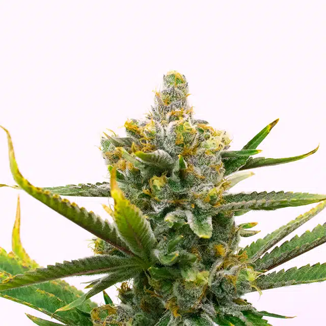 Bruce Banner Fast Photo Fem
