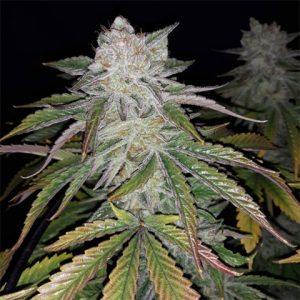 Bruce Banner Fast Photo Fem-4045