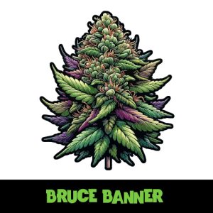 Bruce Banner Photo Fem-4007