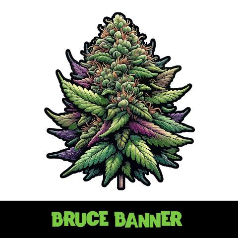 Bruce Banner Photo Fem-4007