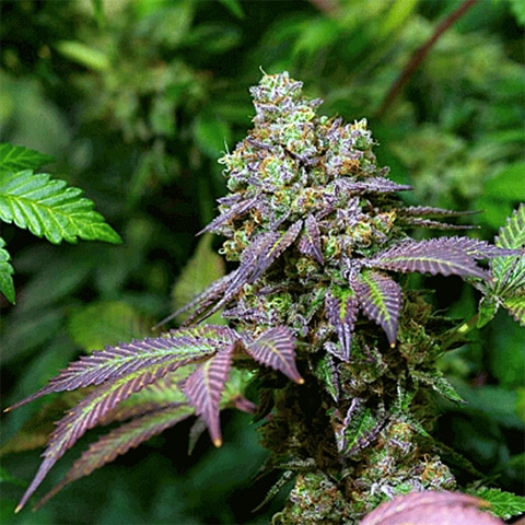 Bruce Banner Grape Photo Fem-0