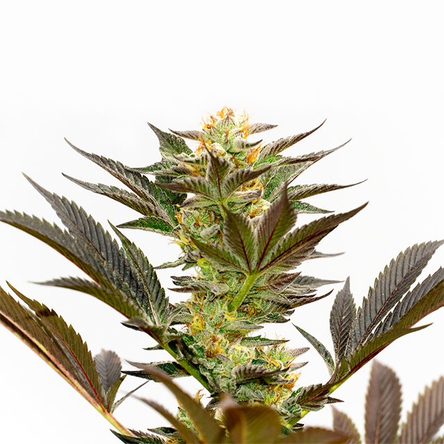 Bruce Banner Photo Fem-0