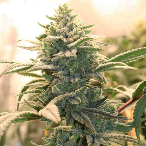 Bruce Banner Photo Reg-3360