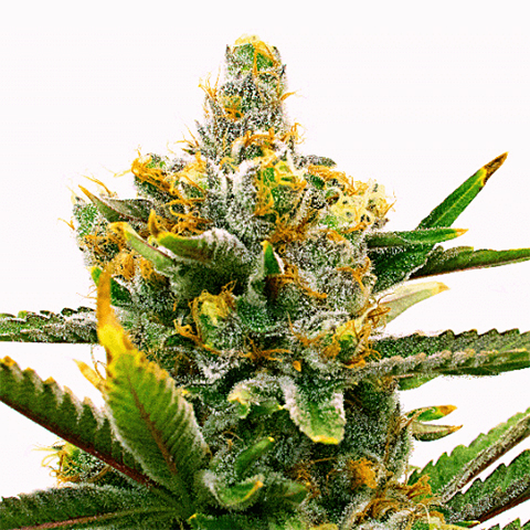 Bruce Banner Tropi BCN Photo Reg-0