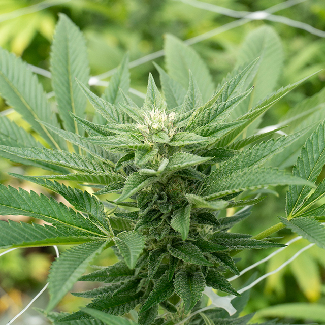 Bruce Chocolope Photo Fem-0