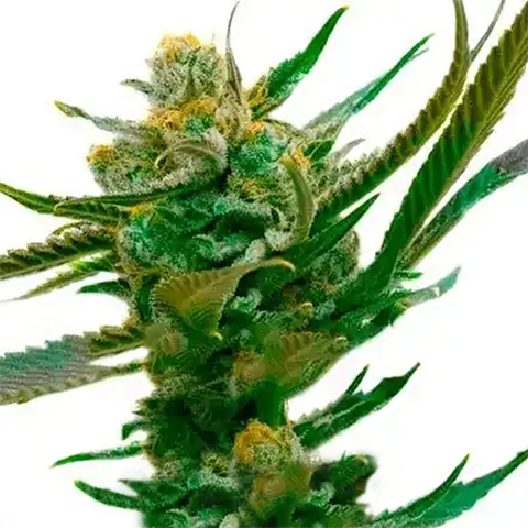 Bruce Kalimist Photo Fem-0