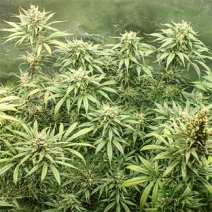 Bruce Banner 2.0 Photo Fem-3673