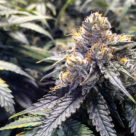 Bubba Gift Photo Fem-0