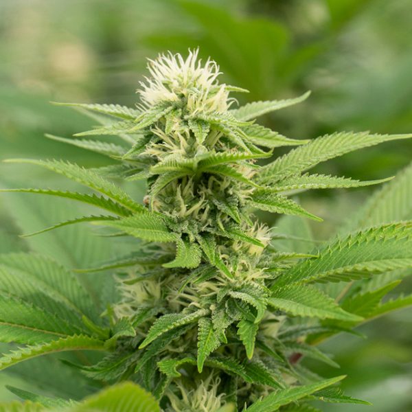 Bubba Kush Auto Fem-3364
