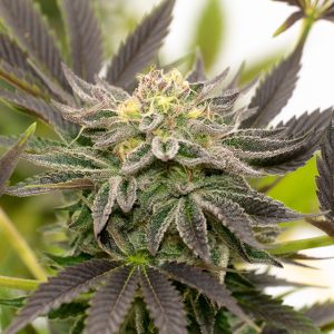 Bubba Kush Auto Fem-0