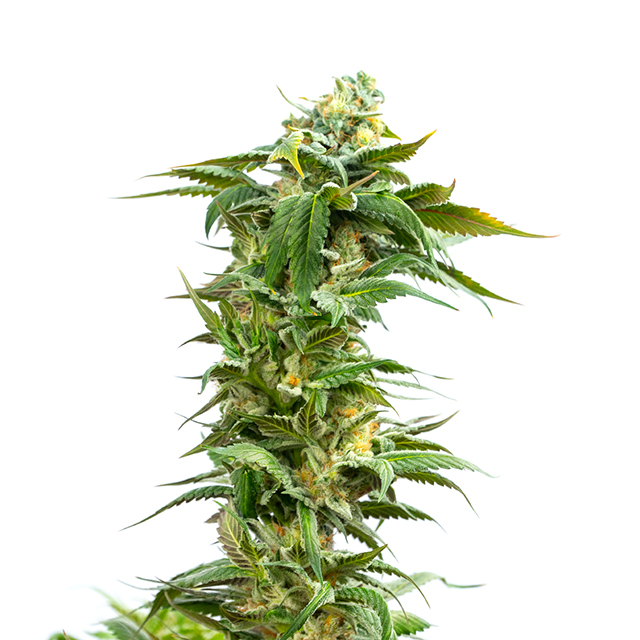 Bubba Kush Photo Fem-0