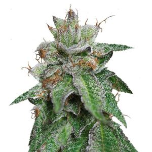 Bubba Kush Photo Reg-0