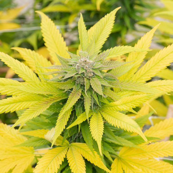 Bubblegum Auto Fem-0