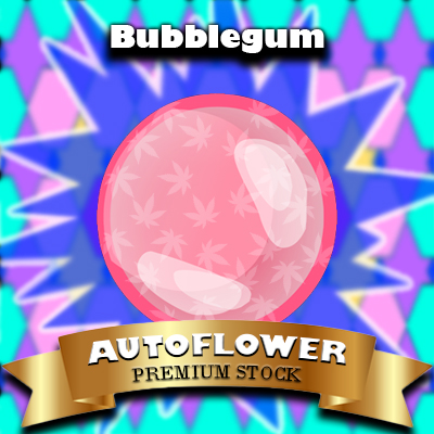 Bubblegum Auto Fem-4302