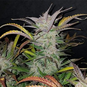 Bubblegum Cookies Photo Fem-3767