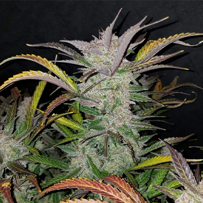 Bubblegum Cookies Photo Fem-3767