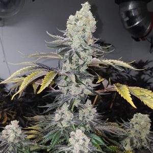 Bubblegum Cookies Photo Fem-0