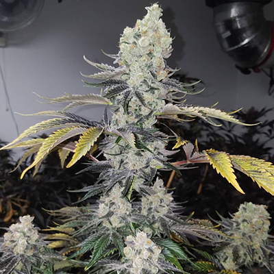 Bubblegum Cookies Photo Fem-0