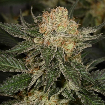 Bubblegum Haze Photo Fem-3302