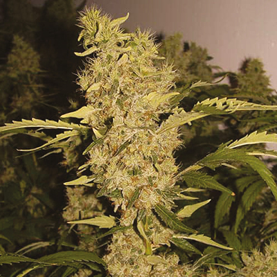 Bubblegum Haze Photo Fem-0