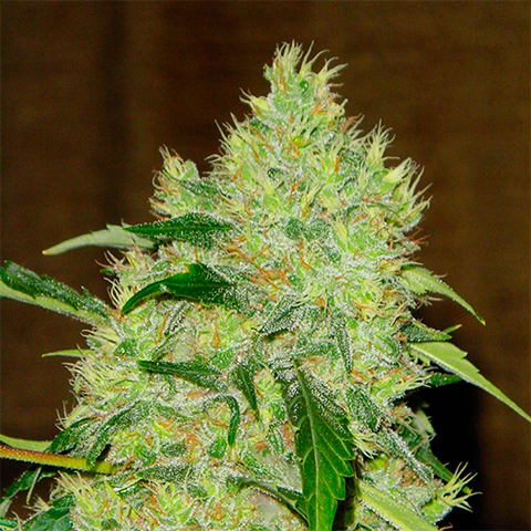 Bubblegum Photo Reg-0