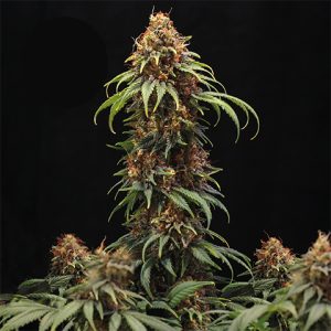 Budmint Photo Fem-0