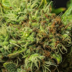 Afghan Auto Fem-0