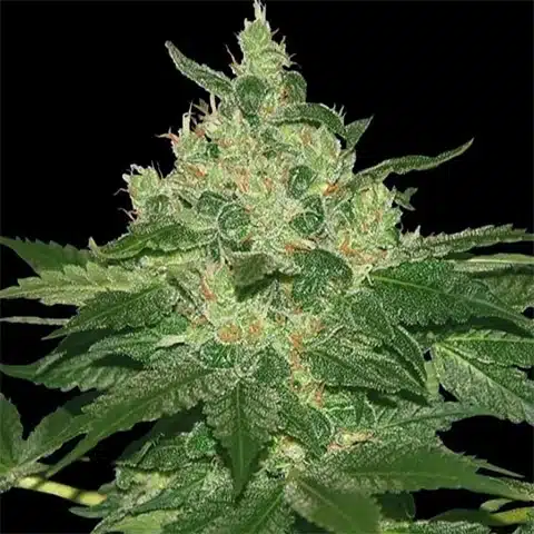 Afghan Kush Photo Fem
