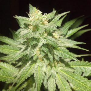 Afghan Photo Fem-3955
