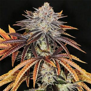 Alien Technology Photo Fem-0