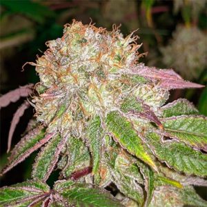 Banana Kush Photo Fem-3776