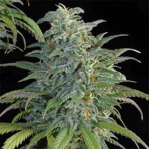 Big Bud Auto Fem-0