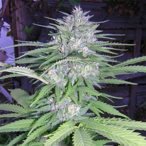 Big Bud Photo Fem-3922